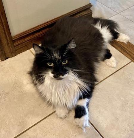 Adopt Me: Tango is a lovable, fluffy kitty